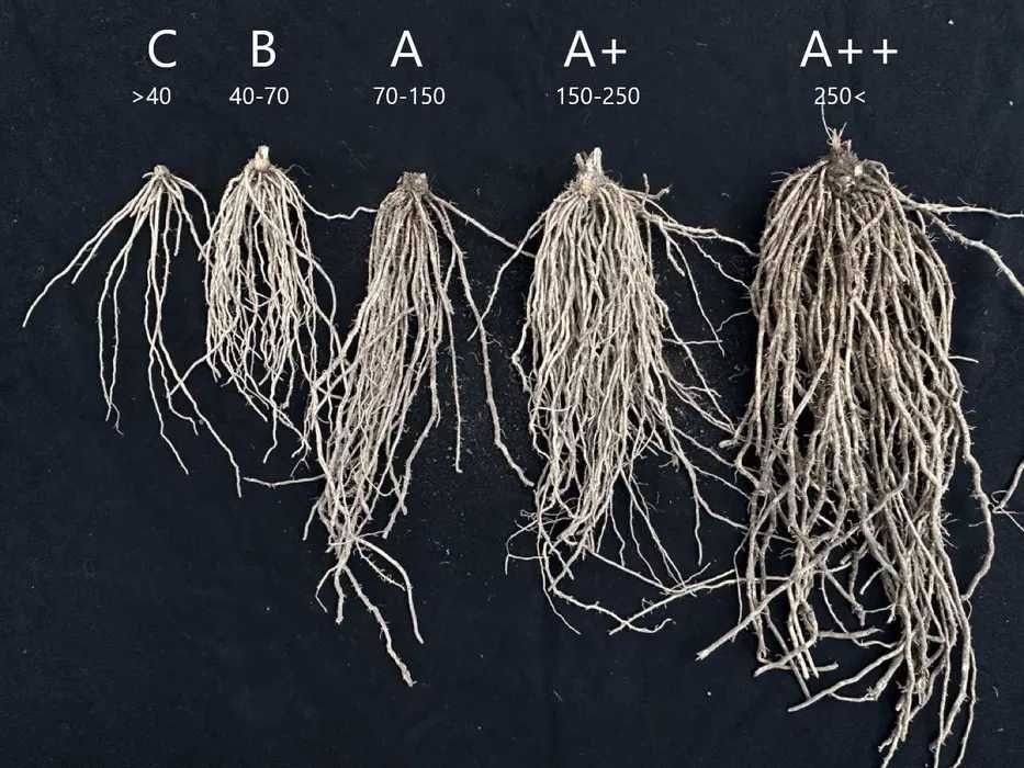 Розсада спаржі з Європи Саджанці спаржі Gijnlim,Backlim,Аржентельська.