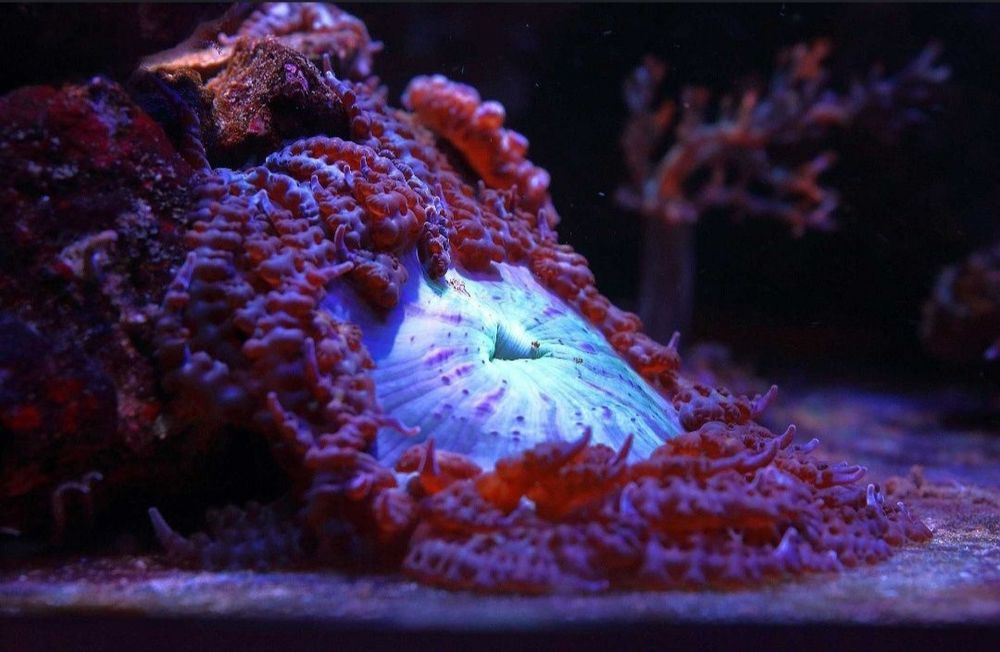 Ukwiał Phymanthus buitendijki