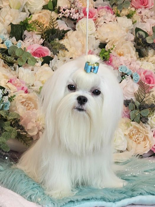 Przepiękny maltańczyk roczny ZKwP (FCI)