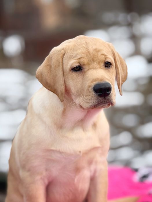 Цуценята  лабрадора ретривера!