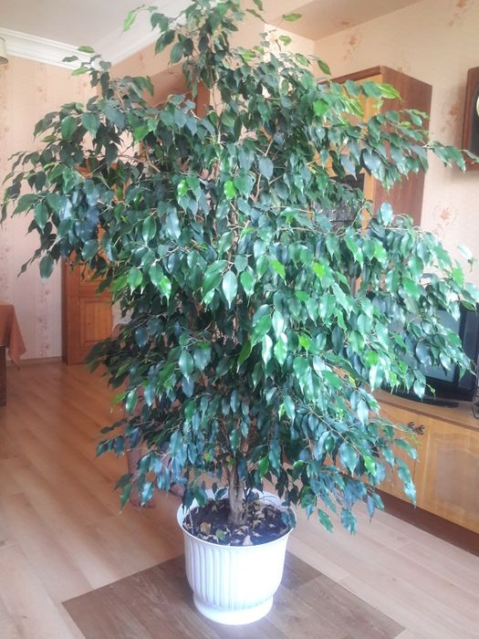 Продам Фикус Бенджаміна, 15 років, 2 метри заввишки, 1,3 метри діаметр