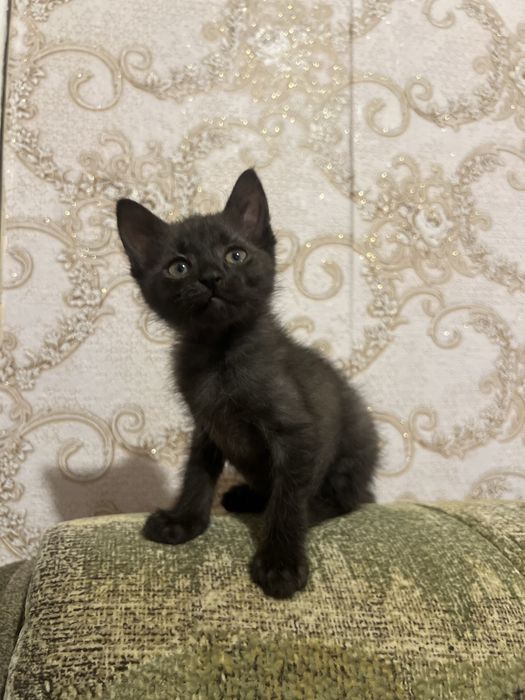 Віддам кошенят у люблячу сімʼю, чорний хлопчик і дві дівчинки