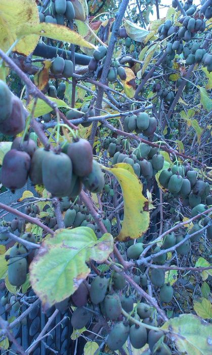 Актинидия черенки.саженцы