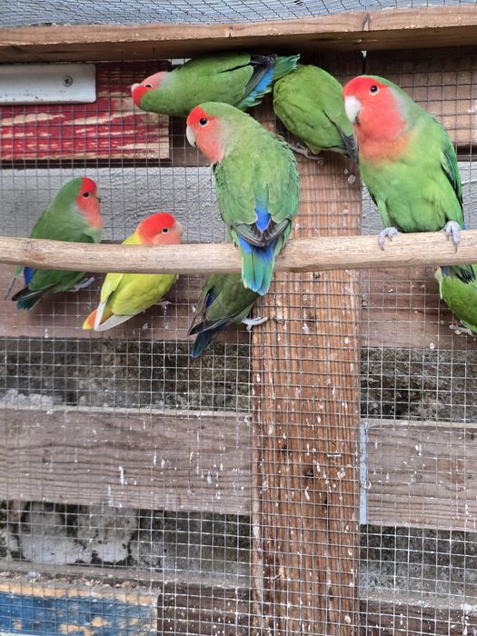 Agapornis Roseicollis Machos