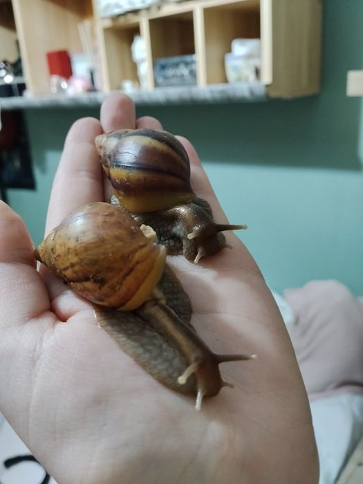 Oddam ślimaczki afrykańskie