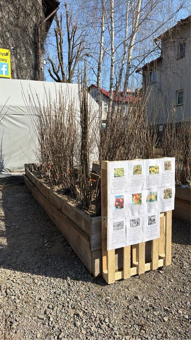 Drzewka Owocowe - Spichlerz Radymno