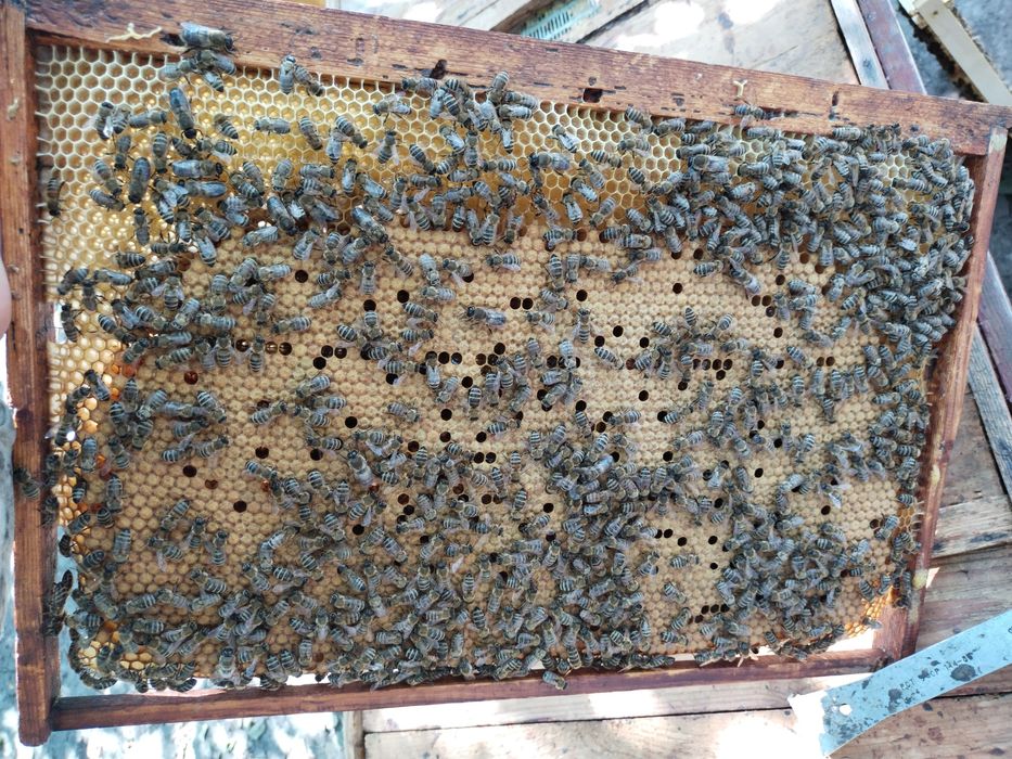 Продам бджолосім'ї