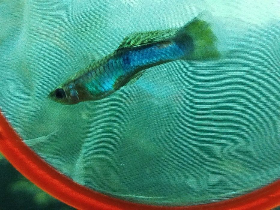 Rybka akwariowa gupik pawie oczko