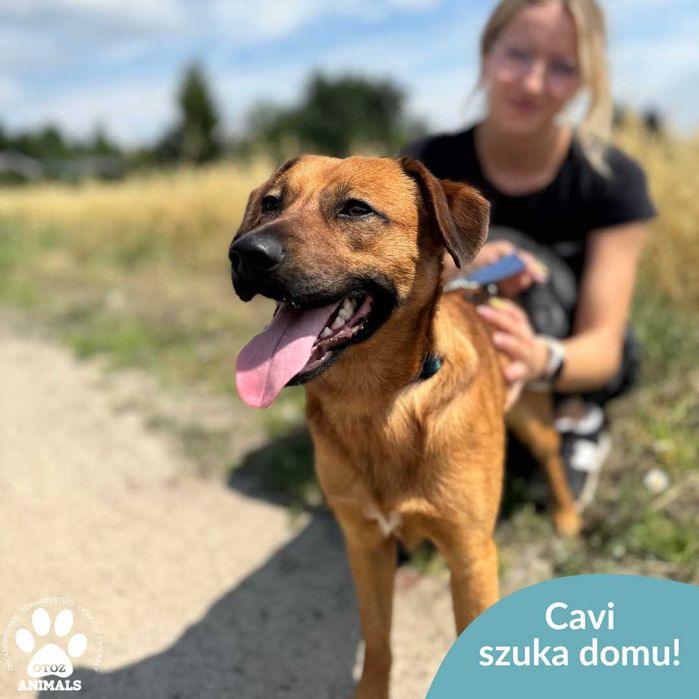 Cavi szuka domu!