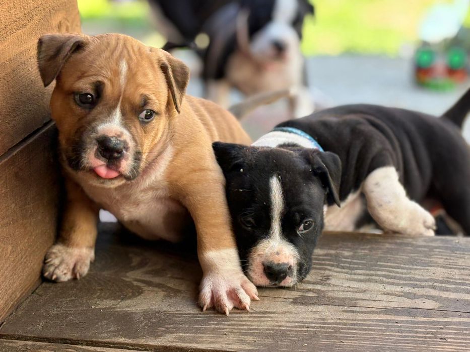 Najmocniejszy samczyk w miocie AMSTAFF ZKWP FCI