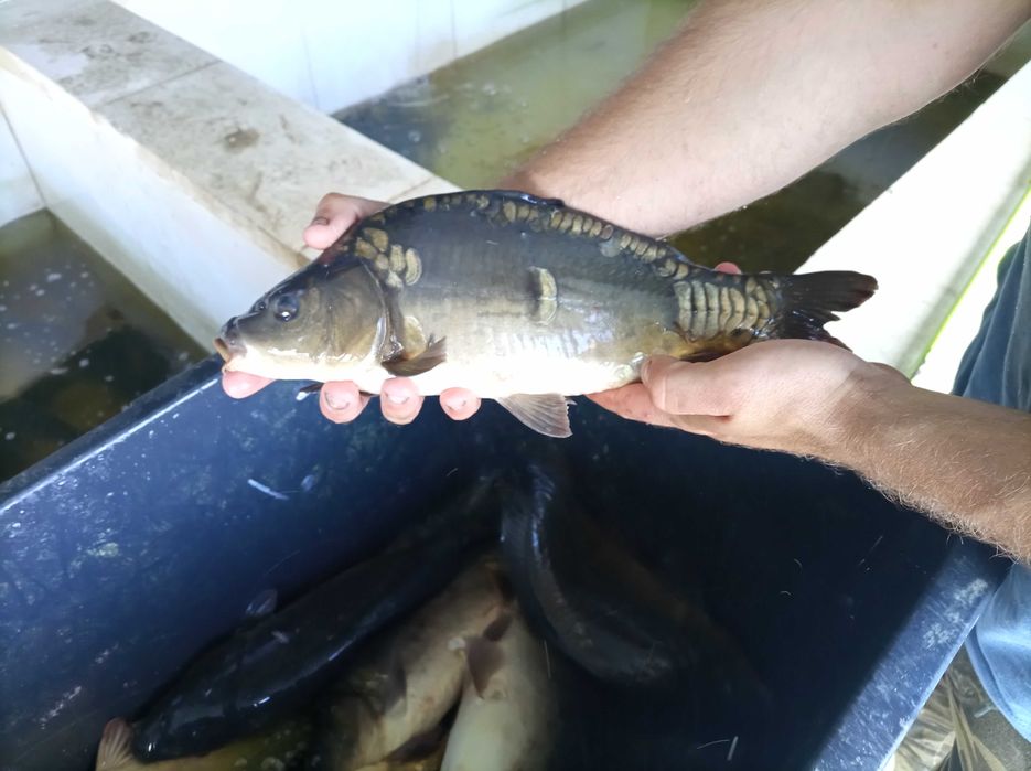 Karp duży kroczek 0,5-0,8 kg , lin szczupak karaś karp na suma