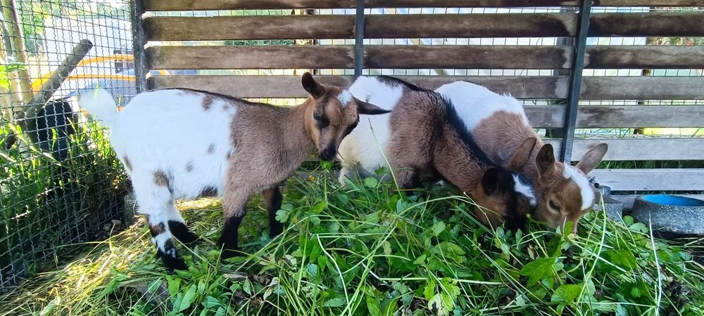 Cabras micro anãs