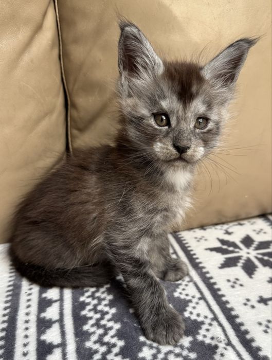 Maine Coon Czarny Srebrzysty Kocurek
