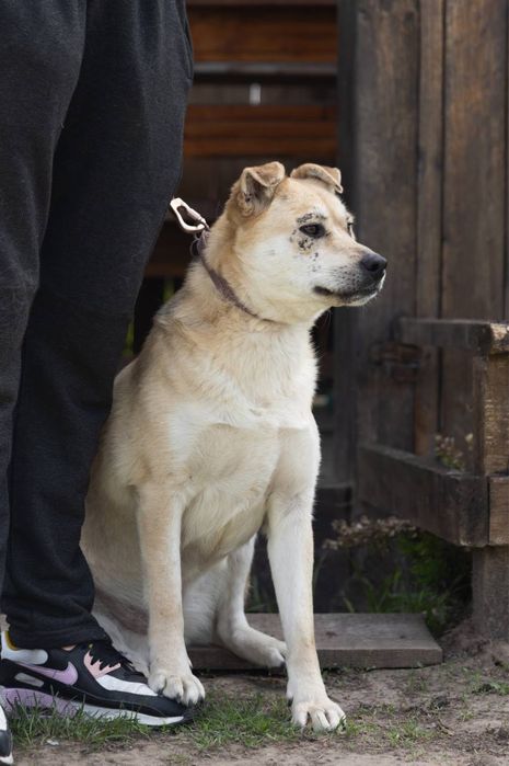 Евакуйована собака Маруся Словʼянськ