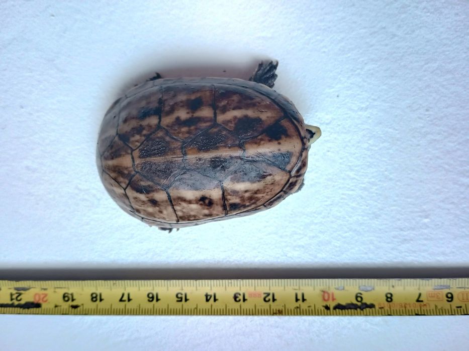 Młody  samiec Kinosternon baurii kuzyn Sternotherus żółw wonny