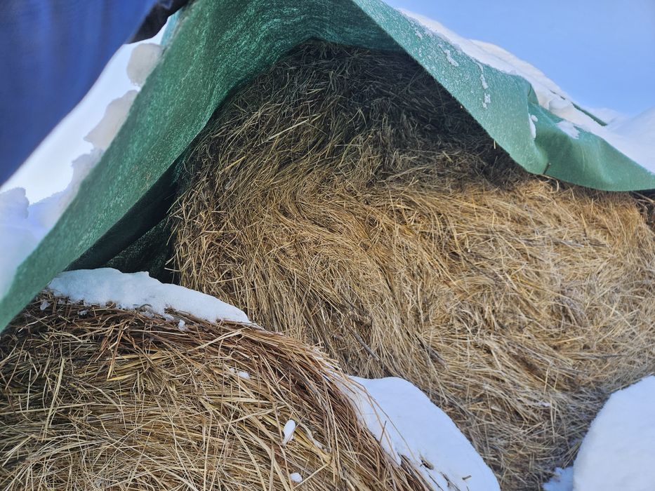 Siano w ściółkę/do przebrania.