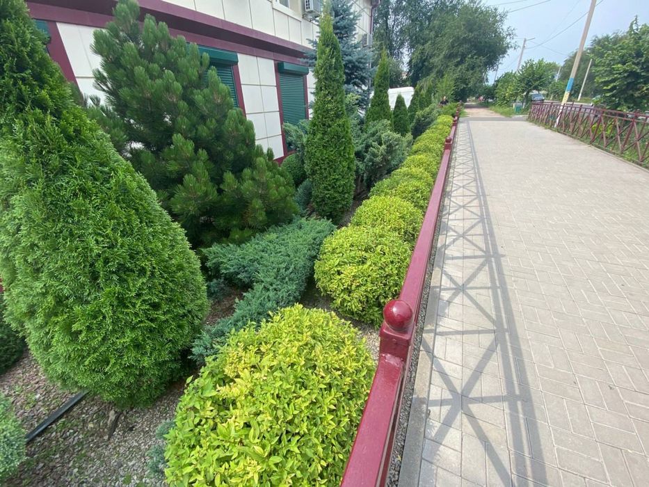 Професійний догляд за насадженями. Озеленення