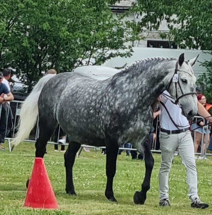 Klacz śląska siwa doplatowa zrebna