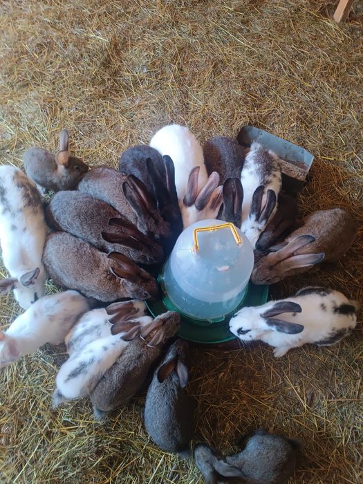 Кролики різного віку