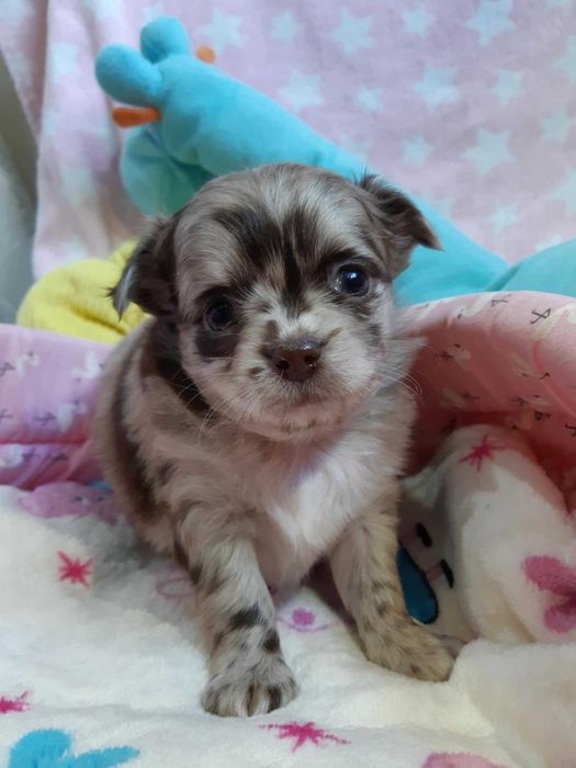 Chihuahua długowłosy Piesek Beżowy Merle