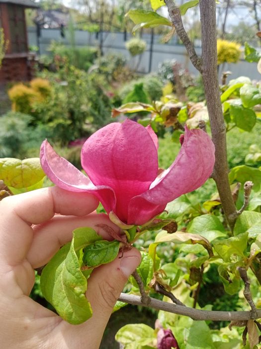 Магноліі щеплені в контейнері, цвітуть у 2 ращи швидше