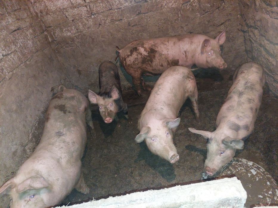 Продам свині м'ясні 50- 60- 80-100 кг.