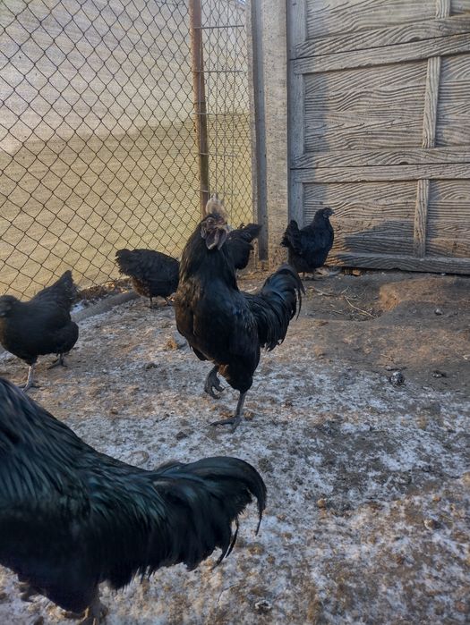 Kogut ayam cemani