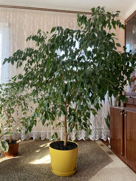 Бенджамін Фікус мелколистний