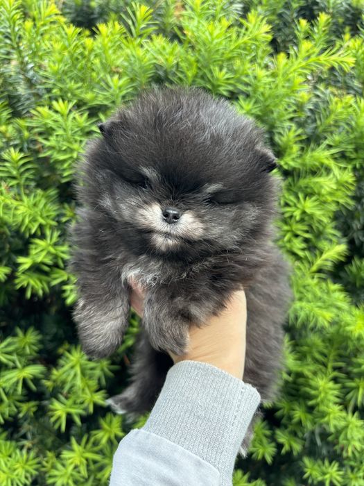 Szpic miniaturowy piesek Pomeranian  ZKwP FCI