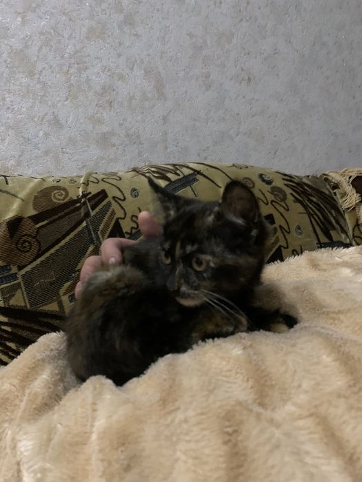 Віддам кошенятко в добрі руки,грайливе і приучіне до лотка
