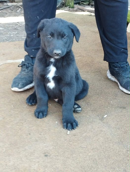 Oddam owczarki w dobre ręce