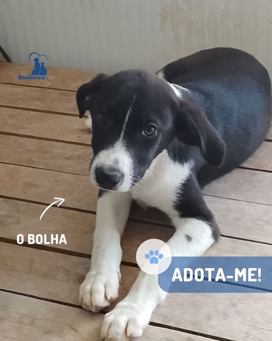 Cachorros de porte medio grande para adoção