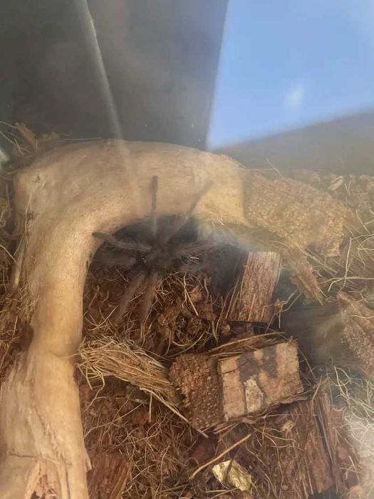 Sprzedam 2 Ptaszniki Pajęczaki