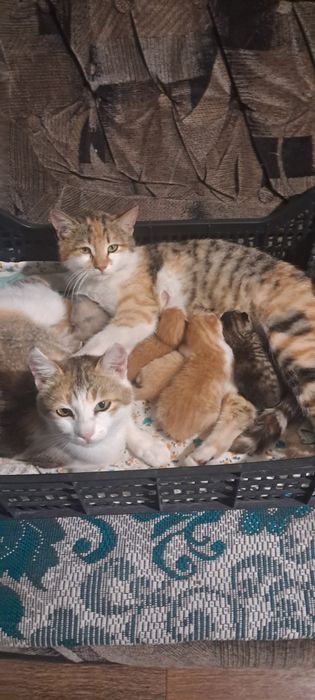 Віддам в гарні рученята котят