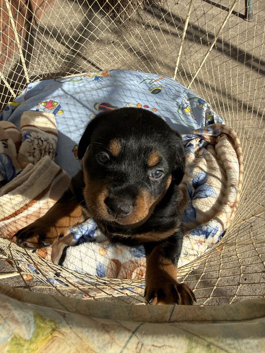 Крупний щенок ротвейлера