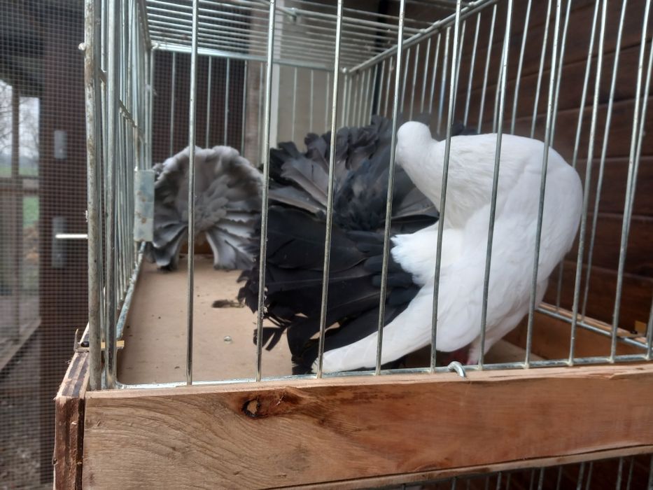 Pawiki różne kolory