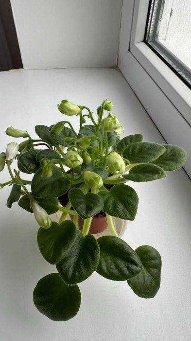 Цветущие мини фиалки.