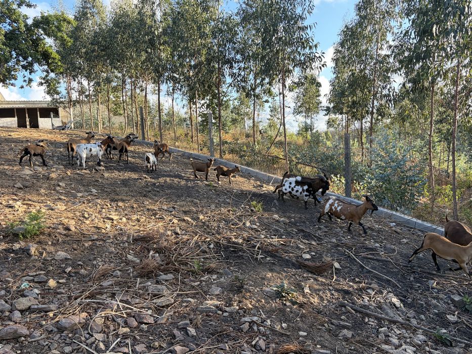 Cabras Anas para ceder