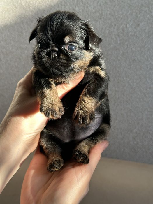 Бронь!!!Дуже гарні грифони