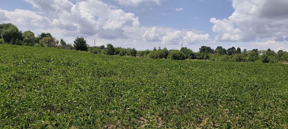 Земельна ділянка 1.4 га біля річки  у Негівцях