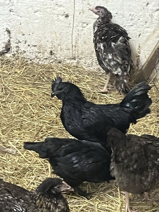 Kogut ayam cemani