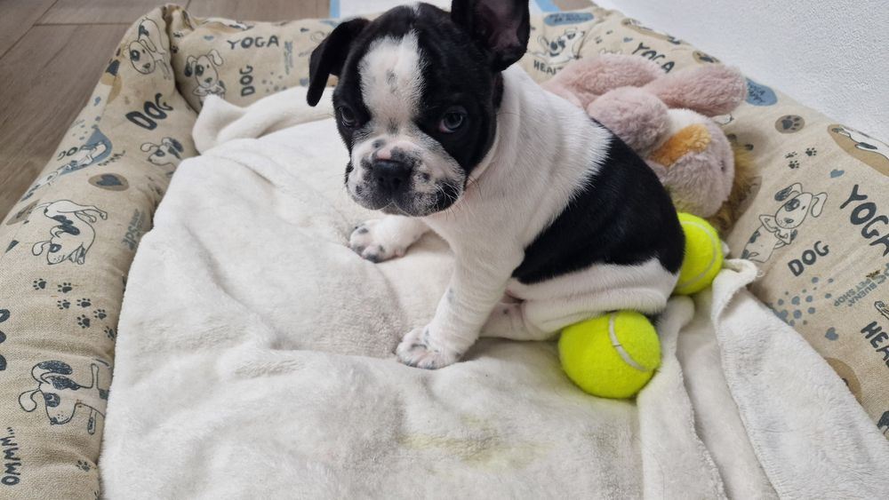 Bulldog francês puro