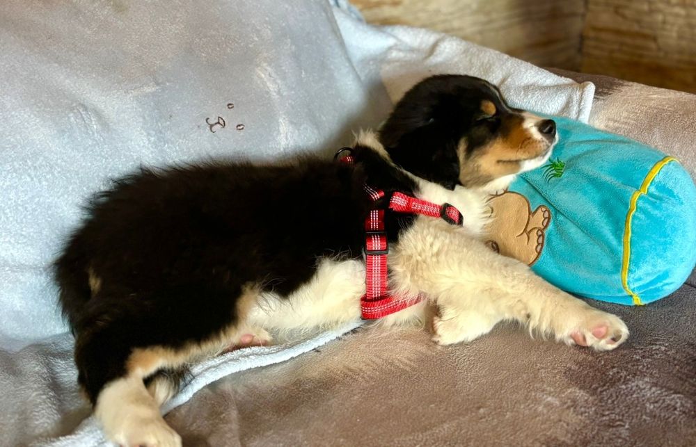 Owczarek Australijski-piesek