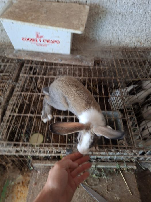Coelhos pequenos