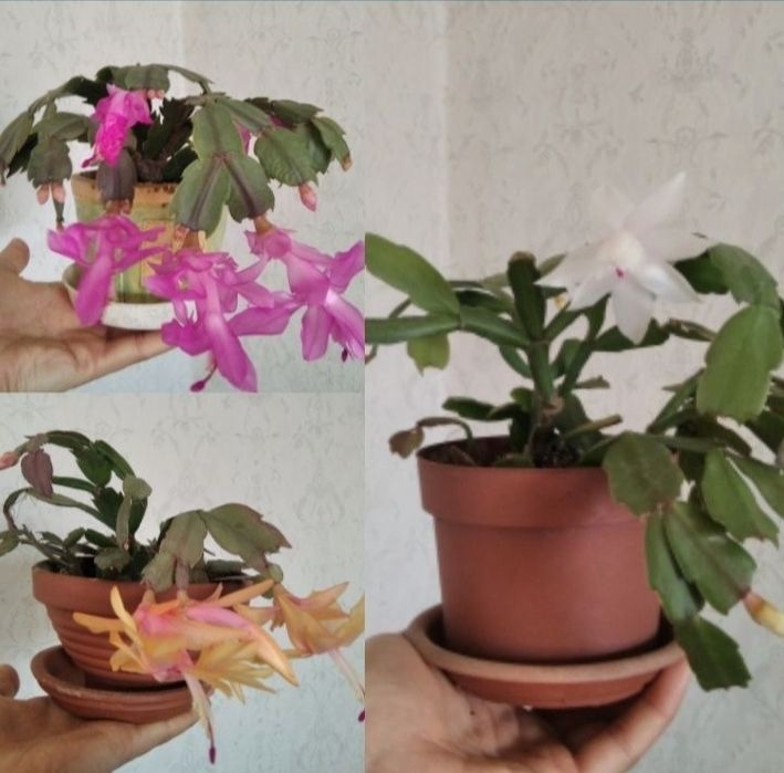 Комнатный цветок декабрист шлюмбергера рождественник зигокактус