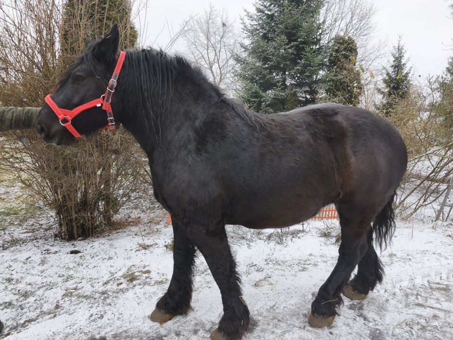 Sprzedam kobyłę Kobyła