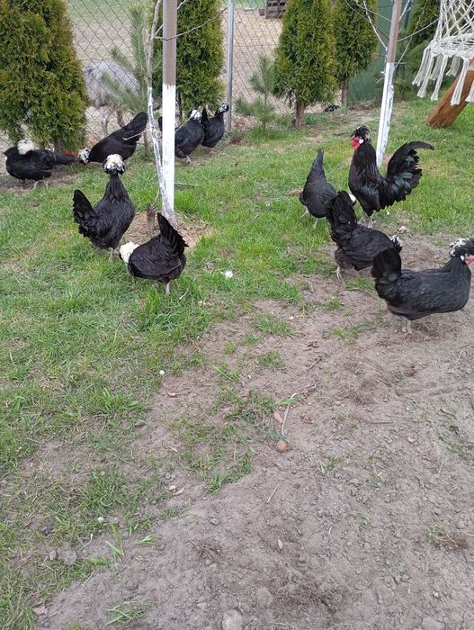 Białoczuby holenderskie