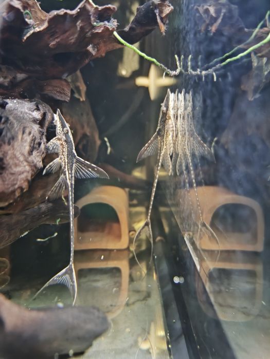 Sturisoma aureum złocista 6/7 cm szybka WYSYŁKA
