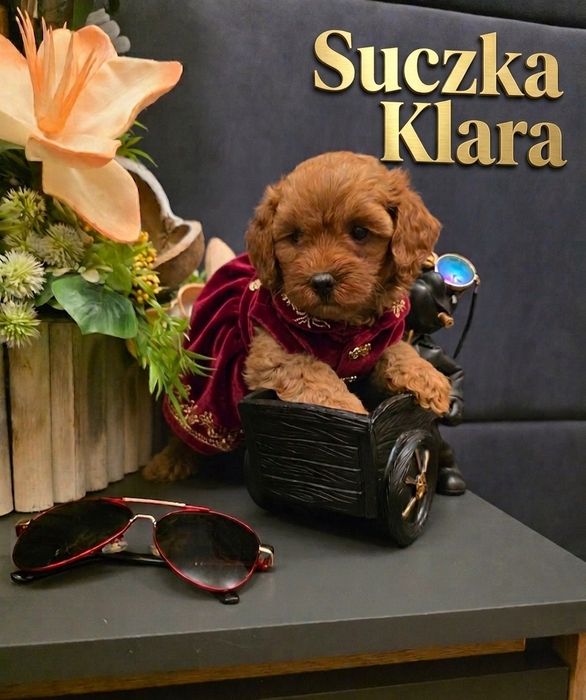 Ślicza księżniczka Klara maltipoo z legowiskiem  transporterem i wyprawką