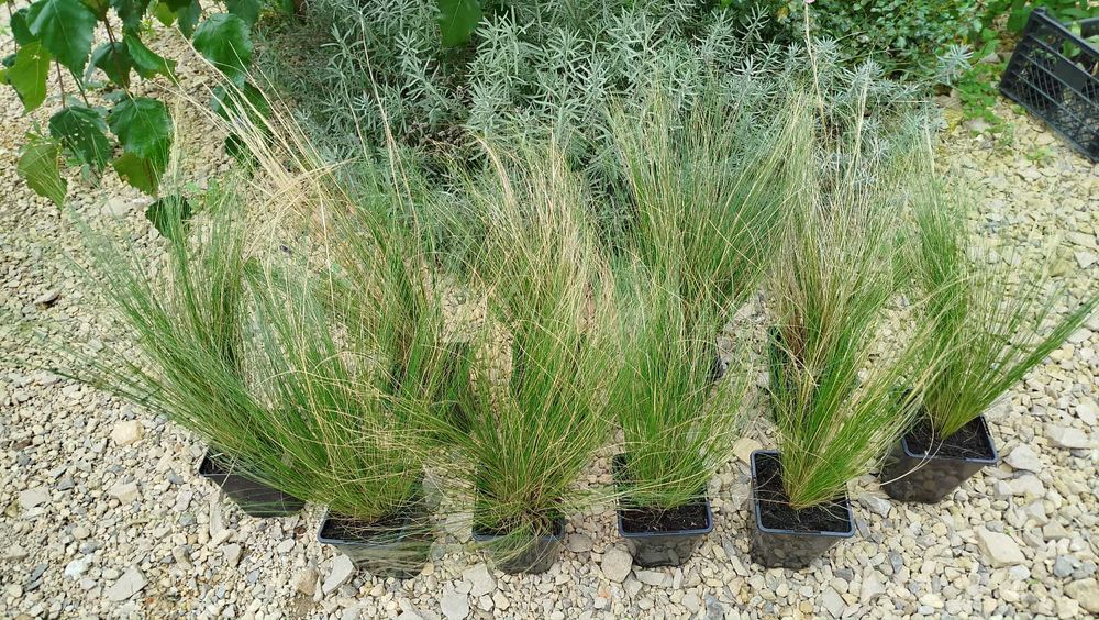 Ostnica PONY TAILS zestaw 10 szt. 1L